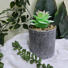 VRB Dec 2 Pcs Artificial Succulent Small Plants,Artificial Potted Plants,Artificial Plants with Pot,Artificial Plants for Decoration,Home Decor,Living Room,Shelf,Kitchen,Bedroom. (Design 8)
