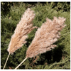VRB Dec 10 Pcs Brown Natural 17inch Natural Dried Pampas Grass,Real Pampas Grass,Reed Pampas,Boho Bouquet,Artificial Flowers Decor for Table Vase Home Decoration.