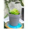 VRB Dec 2Pcs Artificial Succulent Small Plants,Artificial Potted Plants,Artificial Plants with Pot,Artificial Plants for Decoration,Home Decor,Living Room,Shelf,Kitchen,Bedroom. (Design 2)