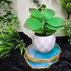 VRB Dec 2Pcs Artificial Succulent Small Plants,Artificial Potted Plants,Artificial Plants with Pot,Artificial Plants for Decoration,Home Decor,Living Room,Shelf,Kitchen,Bedroom. (Design 10)