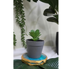 VRB Dec 2Pcs Artificial Succulent Small Plants,Artificial Potted Plants,Artificial Plants with Pot,Artificial Plants for Decoration,Home Decor,Living Room,Shelf,Kitchen,Bedroom. (Design 1)