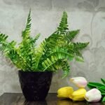 Fern Planter