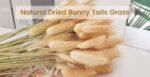 VRB Dec 50pcs Dried Bunny Tails 17inch Natural Dried Pampas Grass,Real Pampas Grass,Reed Pampas,Boho Bouquet,Artificial Flowers Decor for Table Vase Home Decoration.