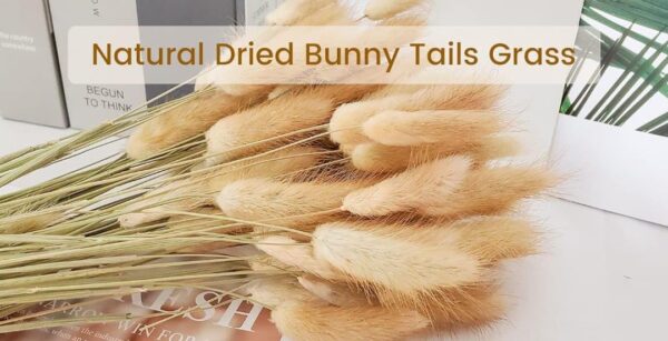 VRB Dec 50pcs Dried Bunny Tails 17inch Natural Dried Pampas Grass,Real Pampas Grass,Reed Pampas,Boho Bouquet,Artificial Flowers Decor for Table Vase Home Decoration.