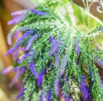 VRB Dec 2pcs Artificial Greenery Ferns Plants Vines Hanging Flowers Needle Wall Hanging For Home Decor Door Wall Balcony Decoration Party Festival Craft (Lavender Fern)