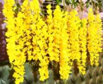 VRB Dec 12 Pcs (43.2Ft) Artificial Wisteria Vine| Ratta Fake Wisteria Hanging | Garland Silk Long Hanging Bush Flowers String for Home Party Wedding Decor