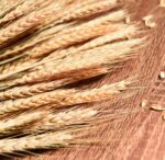 VRB Dec 50 Pcs Set 17inch Natural Dried Wheat Grass,Real Wheat,Reed Pampas,Boho Bouquet,Artificial Flowers Decor for Table Vase Home Decoration.(Natural) (Dried)